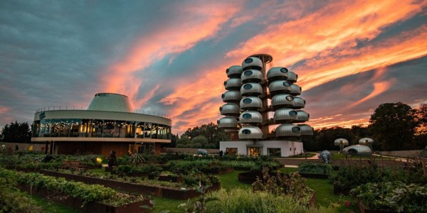 越看越像樹葡萄，但一點(diǎn)都不“土味”