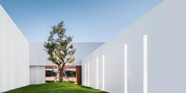 不多不少，一棵就好