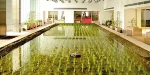 美國人把辦公桌搬進了熱帶雨林，日本人把農(nóng)場搬進了寫字樓！